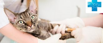 Diabetes mellitus in cats