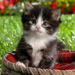 The cutest kittens: which cat is the cutest in the world