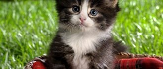 The cutest kittens: which cat is the cutest in the world