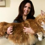 The largest Maine Coon in the world photo