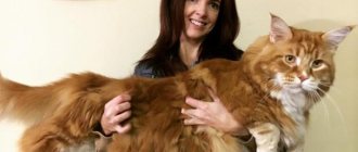 The largest Maine Coon in the world photo