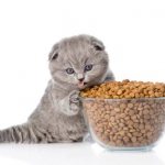 Gray kitten and bowl of food