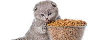 Gray kitten and bowl of food