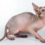 Sphynx cats are prone to acne