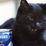 Condensed milk for cats