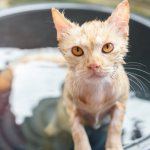 Shampoo for cats - which product to choose for washing a short-haired, long-haired and hairless animal?