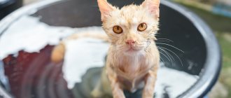 Shampoo for cats - which product to choose for washing a short-haired, long-haired and hairless animal?