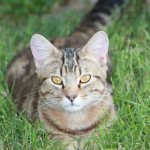 Ball under the skin of a cat