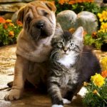 Shar Pei and kitten together among flowers