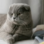 Scottish fold cat