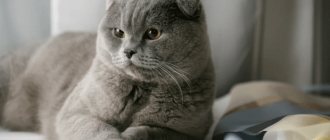 Scottish fold cat