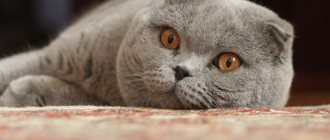 Scottish fold cat