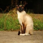 Siamese cat