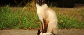 Siamese cat