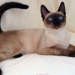 Siamese cat breed