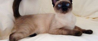 Siamese cat breed