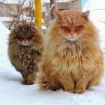 Siberian cats