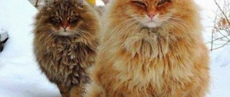 Siberian cats