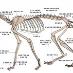 Скелет кошки