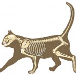 Cat skeleton