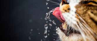 How much water should a cat drink per day?