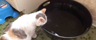 How much water should a cat drink per day?