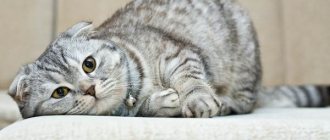 Scottish Fold cat-Description-features-types-character-care-and-price-of-Scottish-Fold-breed-2