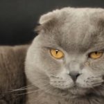 scottish fold cat