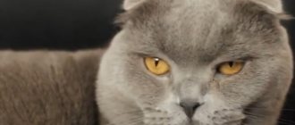 scottish fold cat