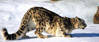 Snow leopard on the hunt