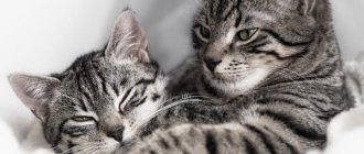 Mating cats and cats. Main features read the article 