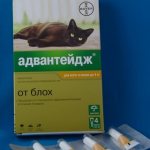 Flea remedy for cats Advantage