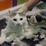 Grooming a cat with thick, long hair