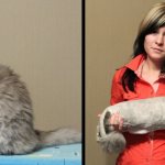 Cat grooming: before and after photos