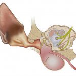 Structure of a cat&#39;s ear