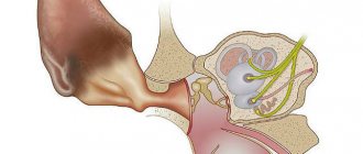 Structure of a cat&#39;s ear