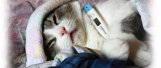 cat&#39;s temperature