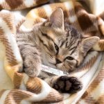 Top 10 most common cat diseases