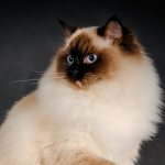 TOP 20 best fluffy cat breeds and tips for caring for them