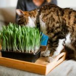 Grass for cats