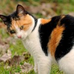 calico cat