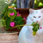 Turkish Angora