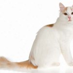 Turkish van