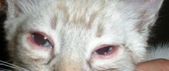 The kitten&#39;s eyes are festering