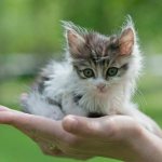 Уход за котёнком без кошки