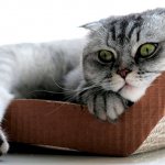 Caring for a Scottish Fold - basic maintenance rules