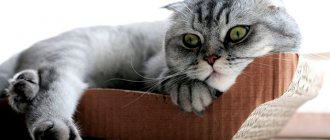 Caring for a Scottish Fold - basic maintenance rules