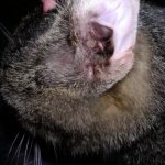 Ear scabies in a cat