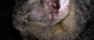 Ear scabies in a cat