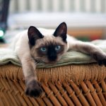 When training a Siamese cat to use the litter box, patience is key.